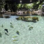 The Lagoon of Light at The Deep in Hull.
