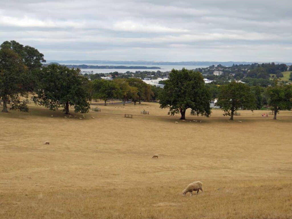 Sheep grazing at One Tree Hill, Auckland.