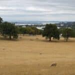 Sheep grazing at One Tree Hill, Auckland.