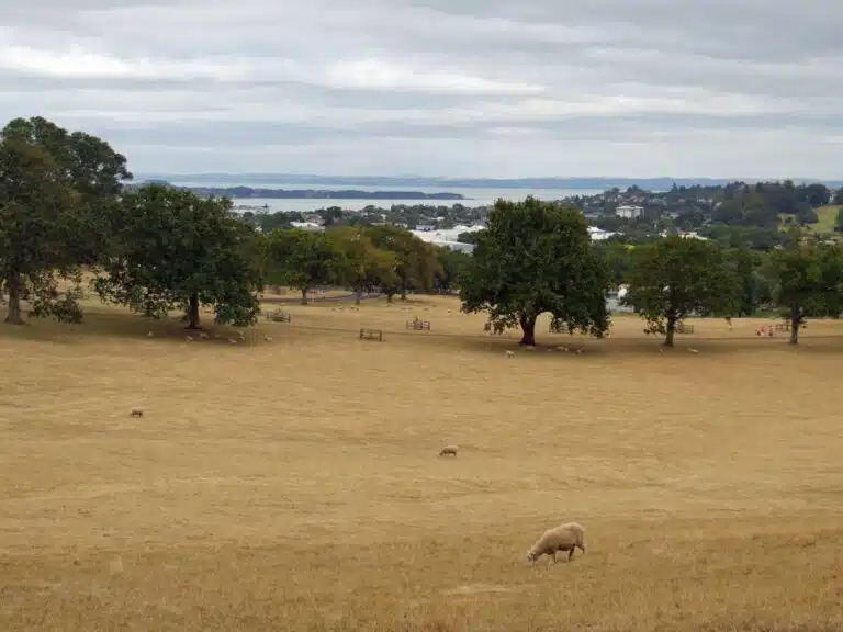 Sheep grazing at One Tree Hill, Auckland.