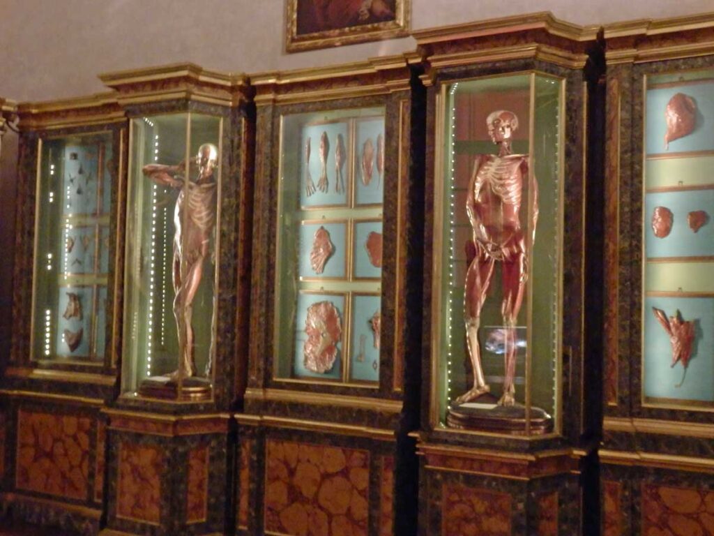 Anatomical models in the Palazzo Poggi, Bologna.