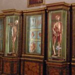 Anatomical models in the Palazzo Poggi, Bologna.