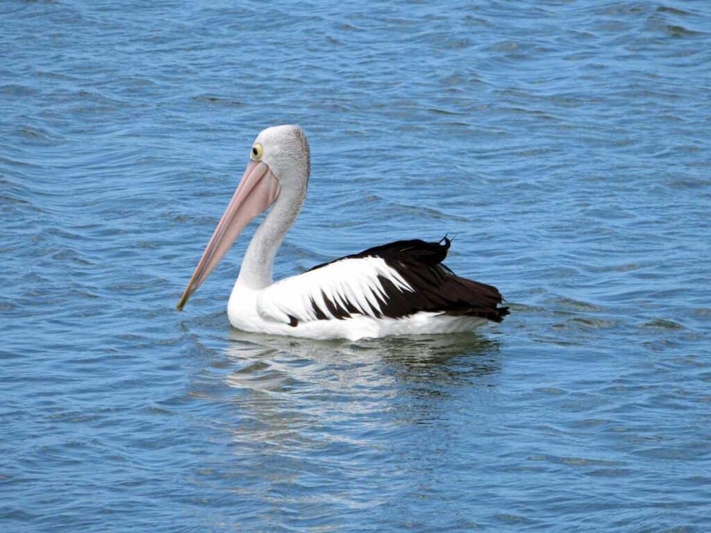 A pelican on the Coorong lagoon, as seen from the Spirit of the Coorong cruise boat.