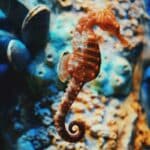 Seahorses are one of the highlights of the Ria Formosa estuary on the Portuguese Algarve.