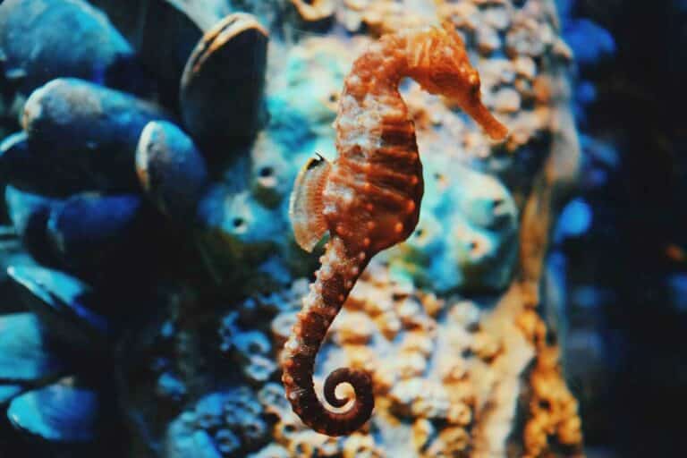 Seahorses are one of the highlights of the Ria Formosa estuary on the Portuguese Algarve.