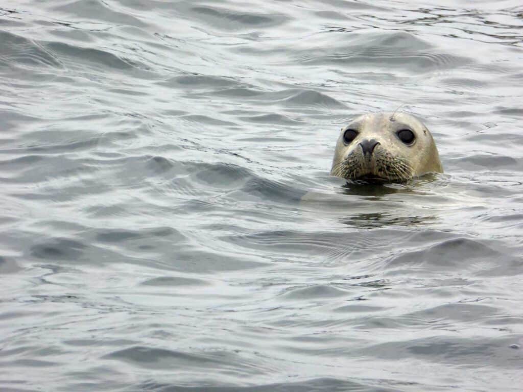 A seal swimming off South Wamses in the Farne Islands, Northumberland.