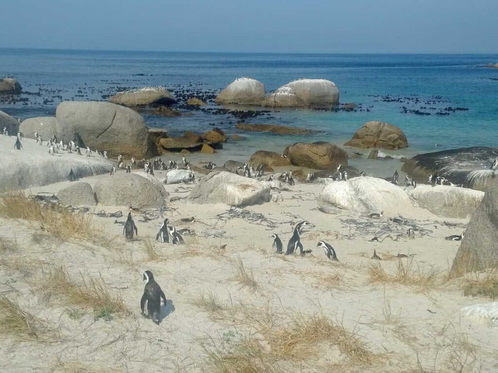 The African Penguins at Boulders Beach, Cape Town.