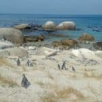 The African Penguins at Boulders Beach, Cape Town.