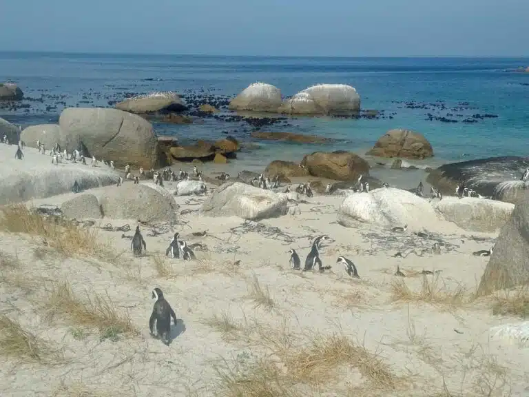 The African Penguins at Boulders Beach, Cape Town.