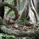 A gnarled tree in Bunya Mountains National Park, Queensland.