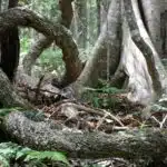 A gnarled tree in Bunya Mountains National Park, Queensland.