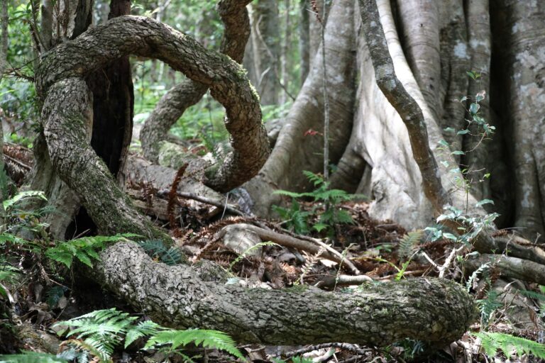 A gnarled tree in Bunya Mountains National Park, Queensland.