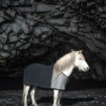An Icelandic horse on the black sands of Reynisfjara Beach.