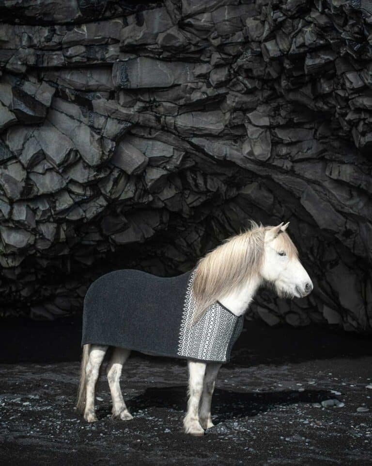 An Icelandic horse on the black sands of Reynisfjara Beach.