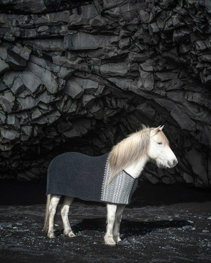 An Icelandic horse on the black sands of Reynisfjara Beach.