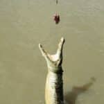 Jumping crocodile on the Adelaide River in Australia's Northern Territory.