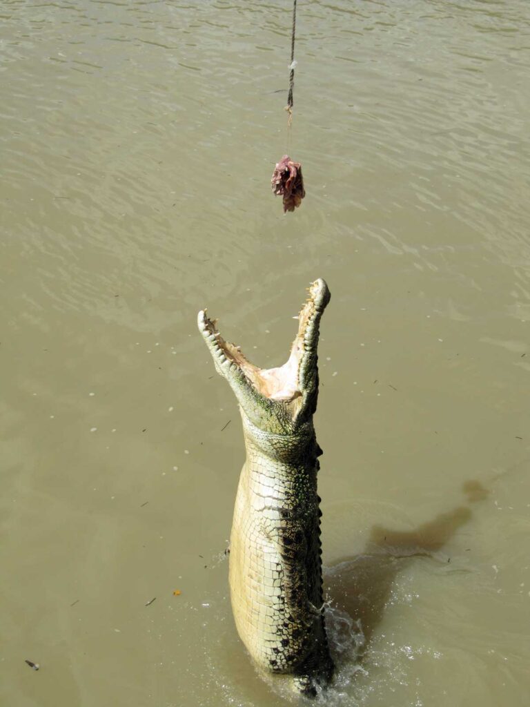 Jumping crocodile on the Adelaide River in Australia's Northern Territory.