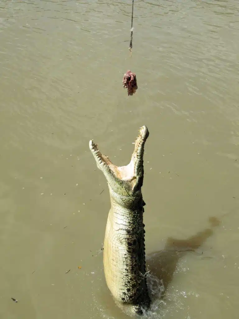 Jumping crocodile on the Adelaide River in Australia's Northern Territory.