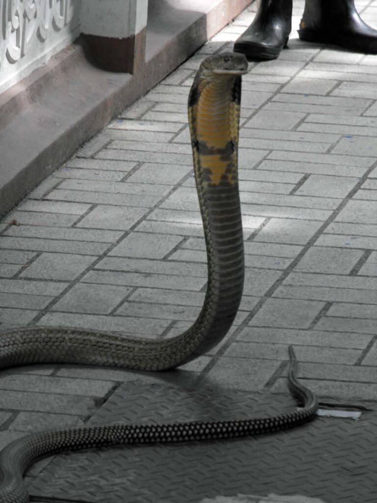 A king cobra at the Queen Saovabha Memorial Institute Snake Farm in Bangkok, Thailand.