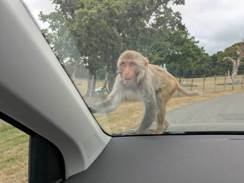 A monkey on my car at Longleat.