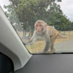 A monkey on my car at Longleat.