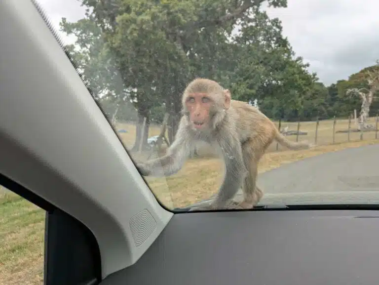 A monkey on my car at Longleat.