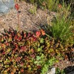 Purple pitcher plants at the Eden Project in Cornwall.