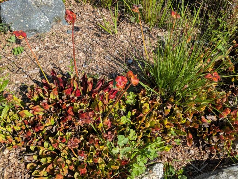 Purple pitcher plants at the Eden Project in Cornwall.