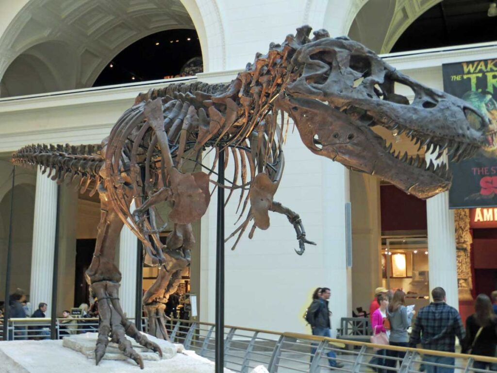 Sue the T-Rex inside the Field Museum, Chicago.