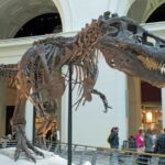 Sue the T-Rex inside the Field Museum, Chicago.