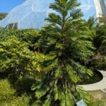 The Wollemi Pine at the Eden Project in Cornwall.