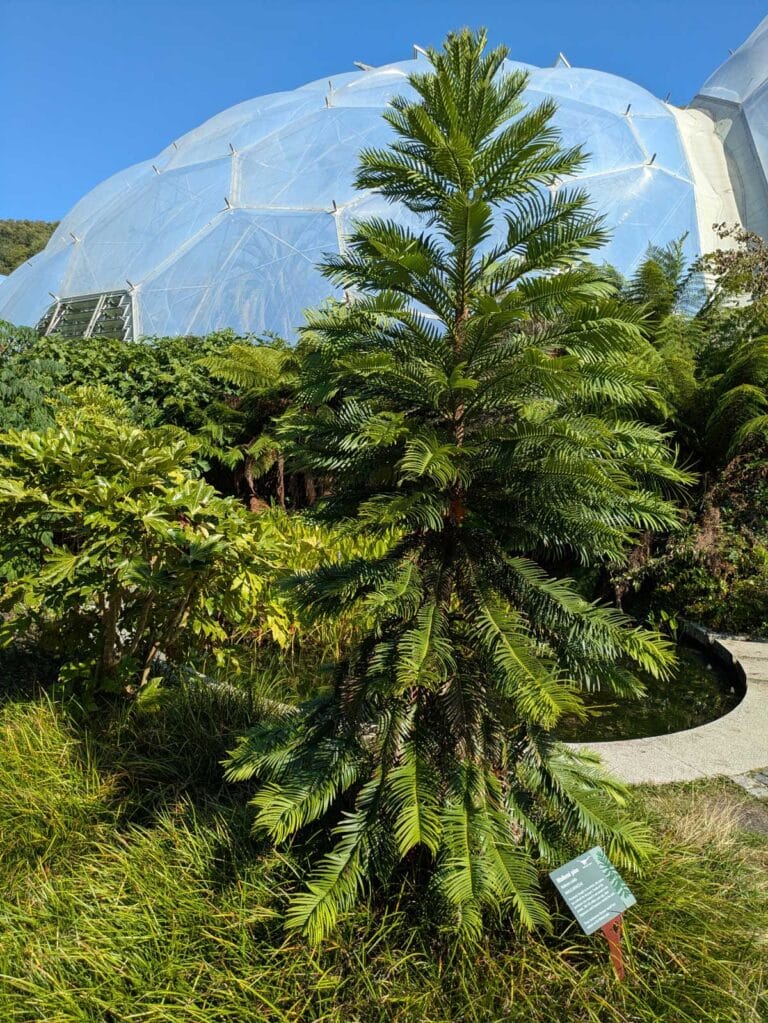 The Wollemi Pine at the Eden Project in Cornwall.