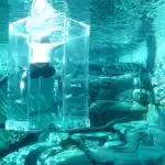 The Cage of Death at Crocosaurus Cove in Darwin, Northern Territory.