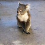 Karen the koala at Caversham Wildlife Park near Perth in Western Australia.