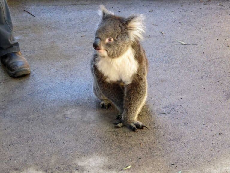 Karen the koala at Caversham Wildlife Park near Perth in Western Australia.
