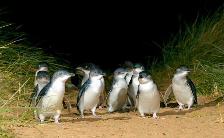 The Phillip Island Penguin Parade in Victoria, Australia.