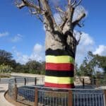 The Boab Tree in the Western Australian Botanic Gardens, Perth.