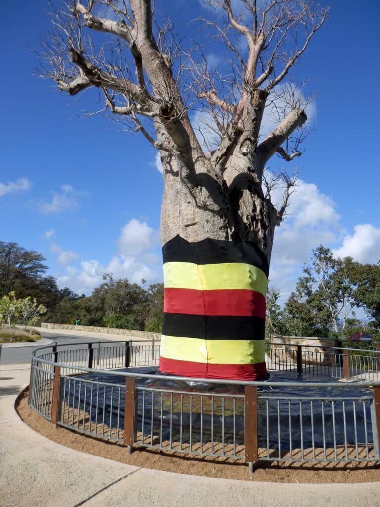 The Boab Tree in the Western Australian Botanic Gardens, Perth.