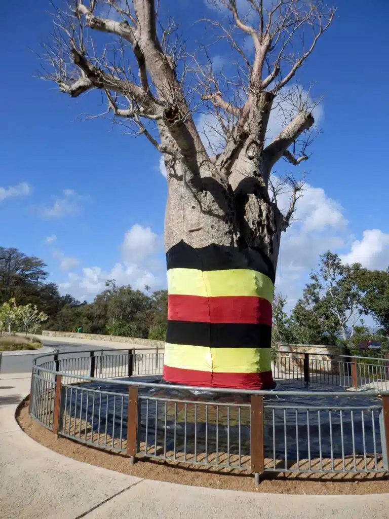 The Boab Tree in the Western Australian Botanic Gardens, Perth.