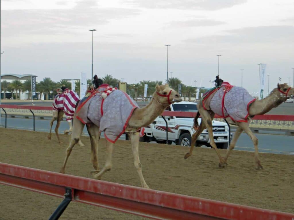 Camels in training at Al Lisaili in Dubai.