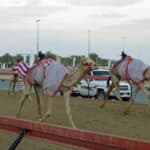 Camels in training at Al Lisaili in Dubai.