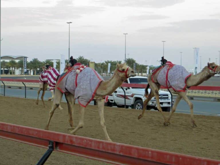 Camels in training at Al Lisaili in Dubai.