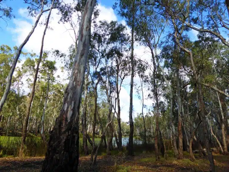 River red gums in Murray Valley National Park, New South Wales.