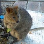 A quokka on Rottnest Island near Perth, Western Australia.