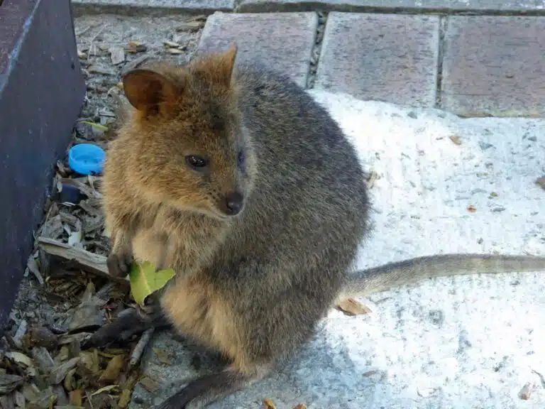 A quokka on Rottnest Island near Perth, Western Australia.