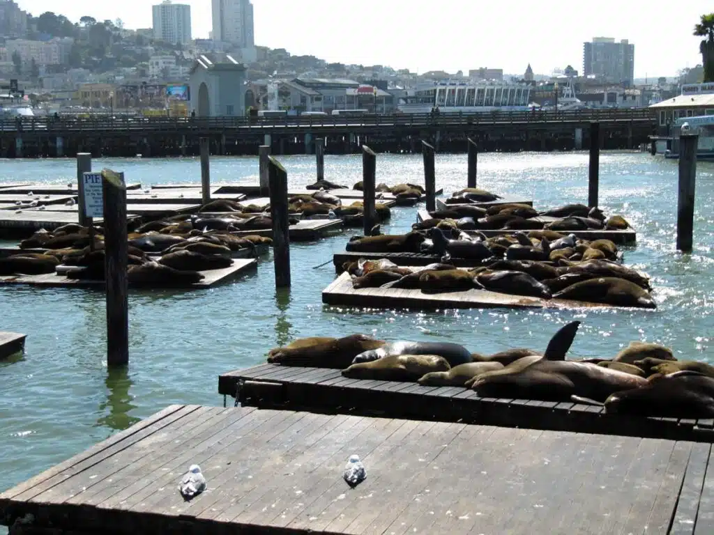 Sea lions at Pier 39 in San Francisco, California.