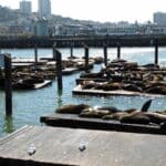 Sea lions at Pier 39 in San Francisco, California.