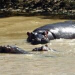 Hippos in the water in St Lucia, South Africa.