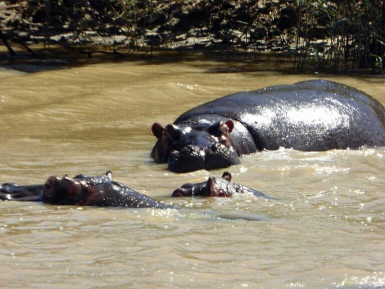 Hippos in the water in St Lucia, South Africa.