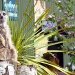 A meerkat at the Yorkshire Wildlife Park in Doncaster, Yorkshire.